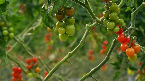 Agriculture, Medium Shot, Lockdown, 10 Seconds Or Greater, Indoors, Day, Focus Stock Footage 94008822