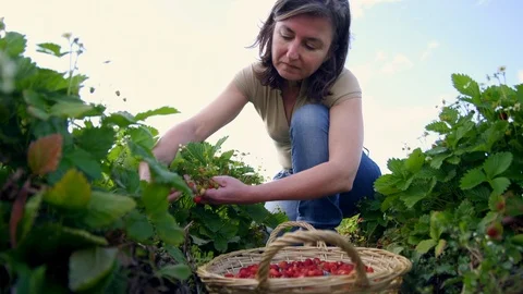 Agriculture, Medium Shot, Lockdown, 20 Seconds Or Greater, Outdoors, Day, Stock Footage 94008967