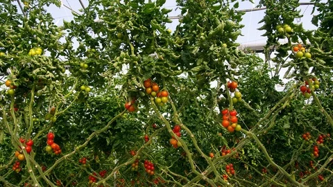 Agriculture, Medium Shot, Lockdown, Less Than 10 Seconds, Day, Indoors, Stock-Footage 94008569