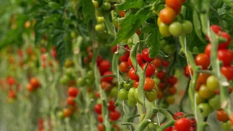 Agriculture, Medium Shot, Lockdown, Selective Focus, 20 Seconds Or Greater, Day, Stock Footage 94008803