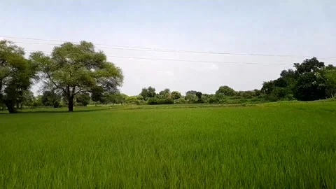 AGRICULTURE IN ODISHA 스톡 동영상 209971982