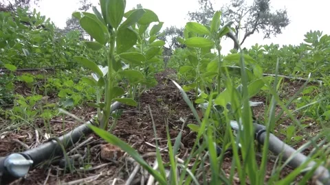 Agriculture in Palestine  Stock Footage 319399862