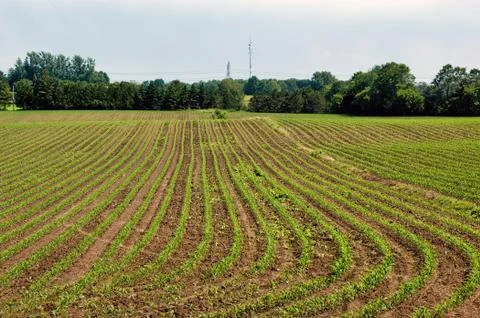 Agriculture Stock Photos