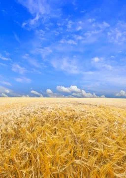 Agriculture Stock Photos