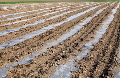 Agriculture 스톡 사진