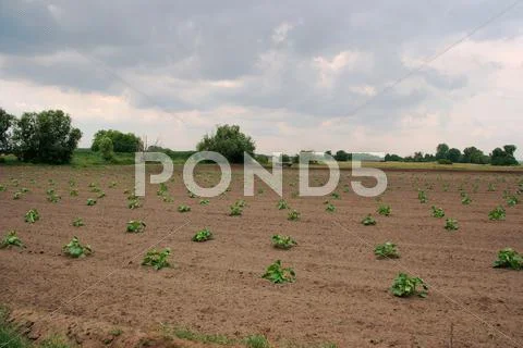 Agriculture Stock Photos
