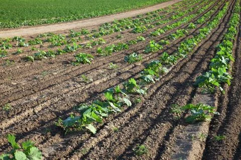 Agriculture Stock Photos
