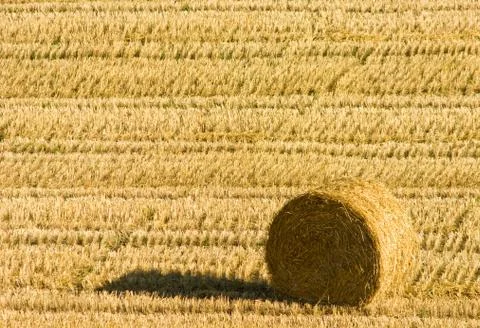 Agriculture Stock Photos