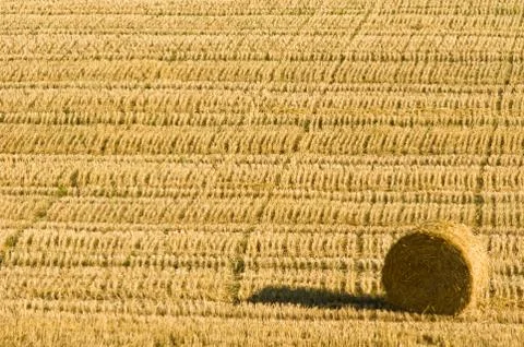 Agriculture Stock Photos