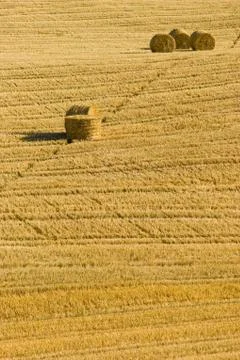 Agriculture Stock Photos