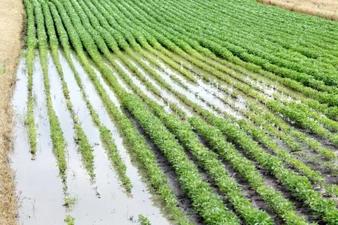 Agriculture Stock Photos
