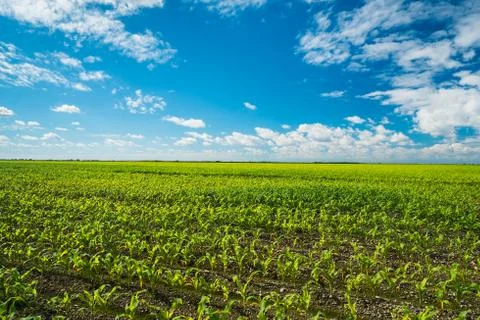 Agriculture Stock Photos