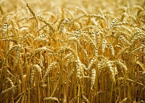 Agriculture Foto stock