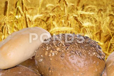Agriculture Stock Photos