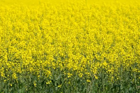 Agriculture Stock Photos