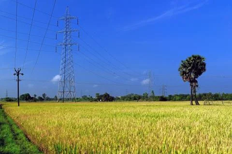 Agriculture Stock Photos