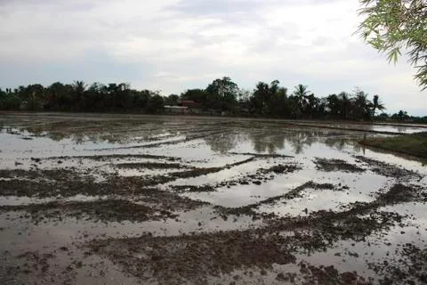 Agriculture Stock Photos