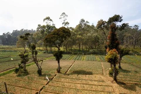 Agriculture Foto stock