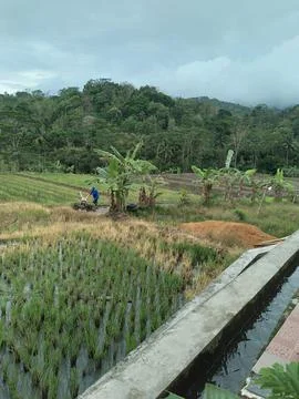 Agriculture 库存照片