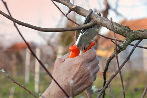 Agriculture, pruning in orchard 库存照片