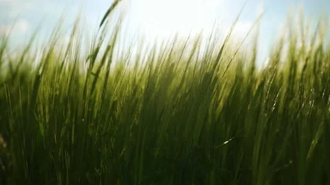 Agriculture. The rays of the sun shine through the spikelets of barley. Stock-Footage 154158590