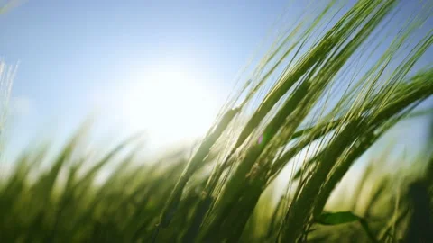 Agriculture. The rays of the sun shine through the spikelets of barley. Stock-Footage 154158644