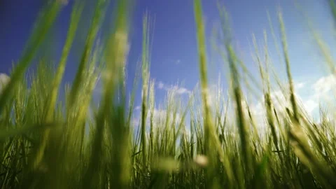 Agriculture. The rays of the sun shine through the spikelets of barley. Stock Footage 154158656