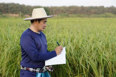Agriculture research and study to develop crops. Stock Photos