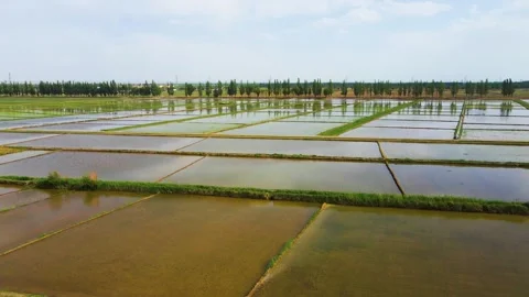 Agriculture, rice fields, fields, fields, land Stock Footage 258084481