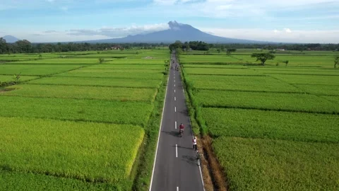 Agriculture in rice fields Merapi mountain view in the morning Stock Footage 170970794