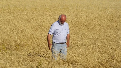 Agriculture, Rural Scene, Field, Outdoors, Day, Wide Shot, Lockdown, 30 Seconds Video stock 94088723