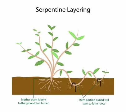 Agriculture, Serpentine layering involves looping the stems of climbers Stock Illustration