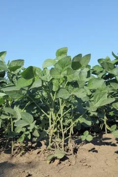 Agriculture, soy plant Stock Photos