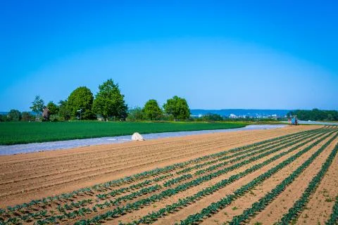 Agriculture in the spring Stock Photos