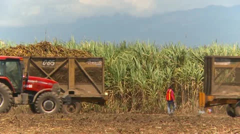 Agriculture, sugar cane harvest tractor and load, Panama Stock Footage