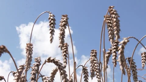 Agriculture summer landscape. Stock Footage 290066691