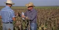 Agriculture Team Workers Men Analyze Good Results Best Year Sunflower Production 4k or 4k+ Resolution