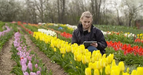 Agriculture Technology farmer using tablet at flower plantation Stock Footage 124718450