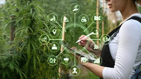 Agriculture technology farmer using tablet computer analysis data and visual Stock Photos