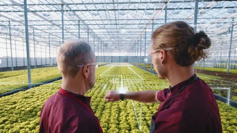 Agriculture technology of quality control. Workers monitoring harvest growth Stock Footage 148964129