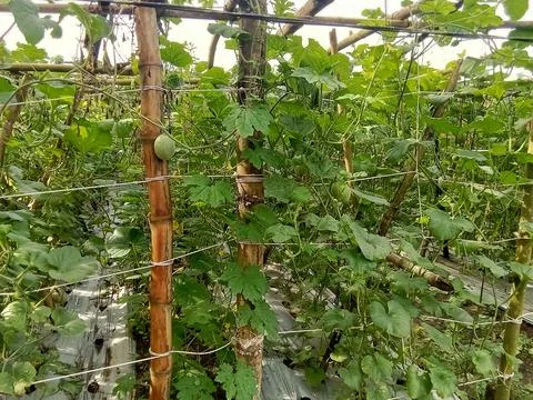 Agriculture theme fruit melon plantation in countryside. Фото