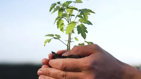 Agriculture. Tiny sprout in hands of farmer. Important role of soil for healthy Vídeo Stock 240466994