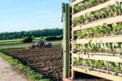 Agriculture - tractor sowing salad Stock Photos
