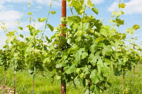Agriculture, vineyard in spring. Foto stock
