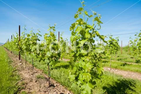 Agriculture, vineyard in spring. Stock Photos