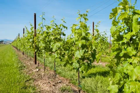 Agriculture, vineyard in spring. Stock Photos