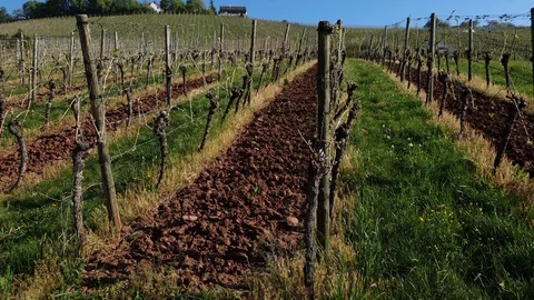 Agriculture in a vineyard in springtime Stock Footage 129512549