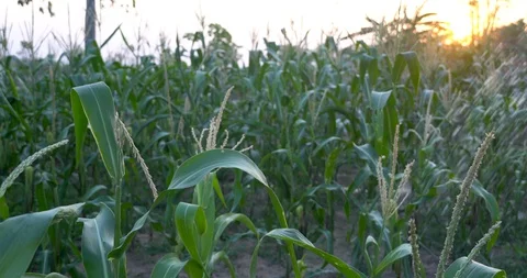 Agriculture: Watering corn fields during the dry season of cultivation in Tha Vídeo Stock 129206556