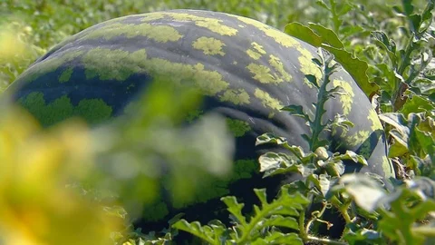 Agriculture. Watermelon fields under the sun . Stock Footage 81621734