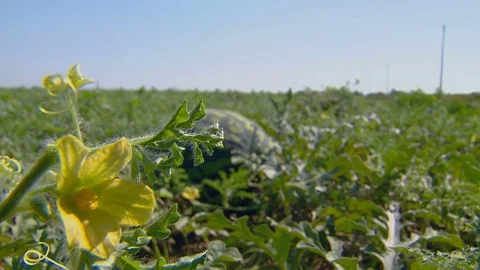 Agriculture. Watermelon fields under the sun . Stock Footage 81622400